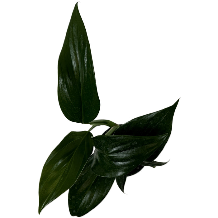 Rhaphidophora Dragon Tail Starter Plant or 4" Grower Pot or 6" Grower Pot