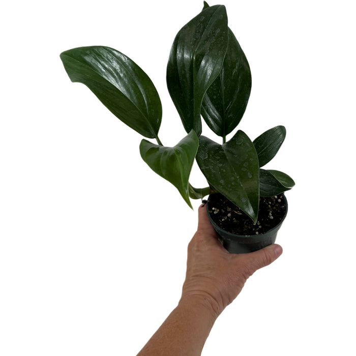 Rhaphidophora Dragon Tail Starter Plant or 4" Grower Pot or 6" Grower Pot