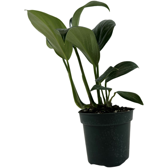 Rhaphidophora Dragon Tail Starter Plant or 4" Grower Pot or 6" Grower Pot