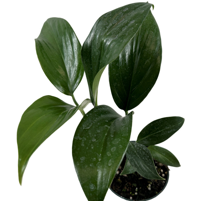 Rhaphidophora Dragon Tail Starter Plant or 4" Grower Pot or 6" Grower Pot