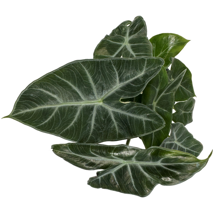 Alocasia Ebony-Starter Plant/4" Grower Pot