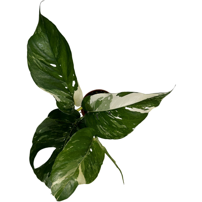 Epipremnum Pinnatum Albo 3" Grower Pot