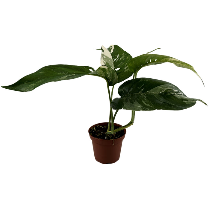 Epipremnum Pinnatum Albo 3" Grower Pot