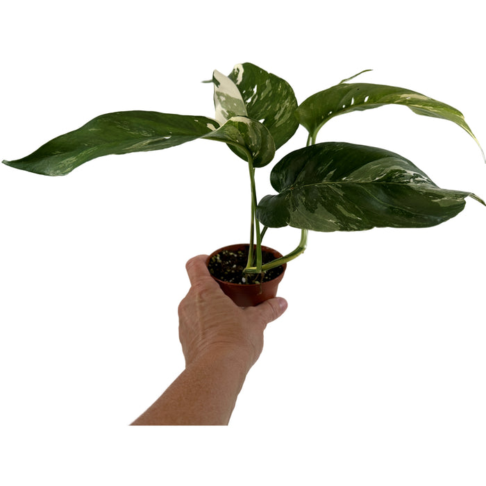 Epipremnum Pinnatum Albo 3" Grower Pot