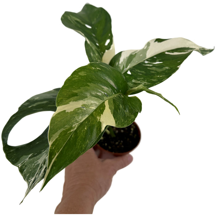 Epipremnum Pinnatum Albo 3" Grower Pot