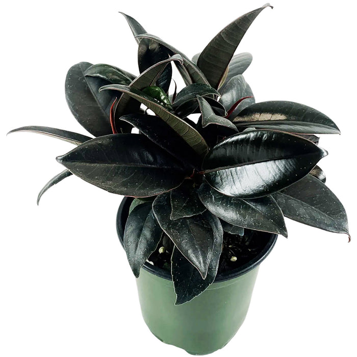 Ficus Burgundy Rubber Tree