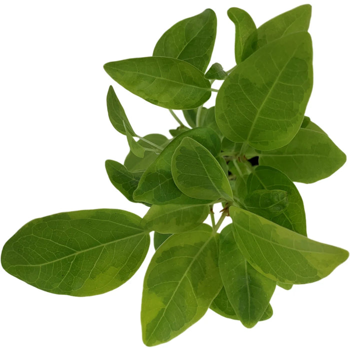 Ficus Altissima Yellow Gem Starter Plant & 4" Grower Pot