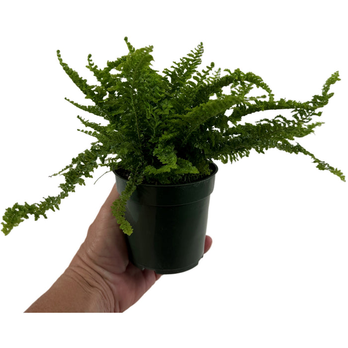 Nephrolepis "Fluffy Ruffles"- Starter Plant/4" Grower Pot