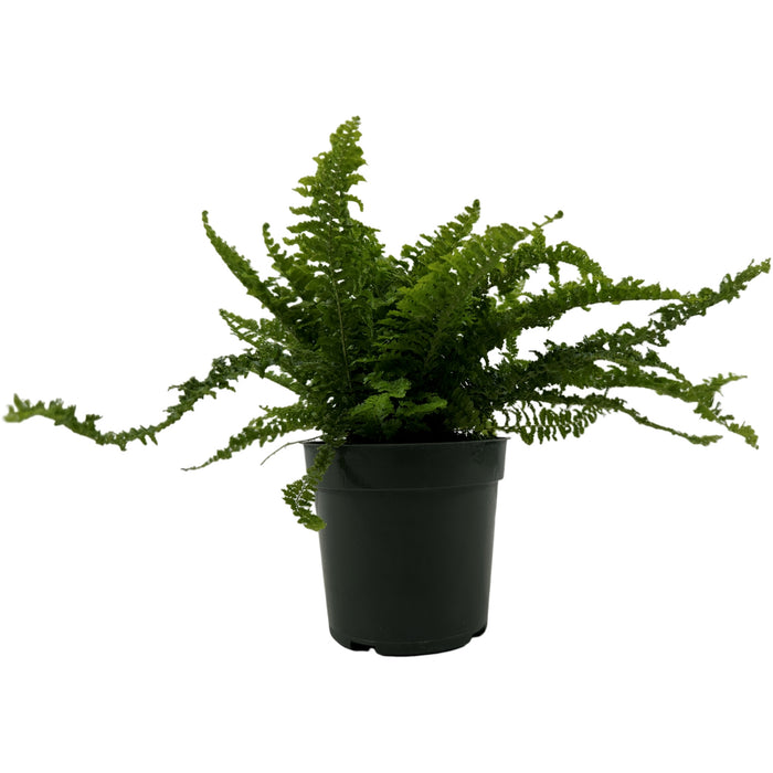 Nephrolepis "Fluffy Ruffles"- Starter Plant/4" Grower Pot