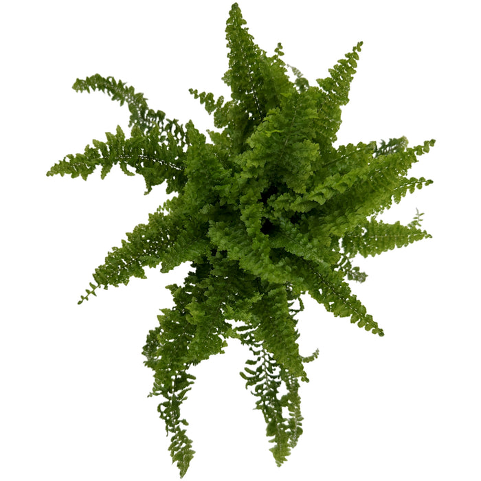 Nephrolepis "Fluffy Ruffles"- Starter Plant/4" Grower Pot