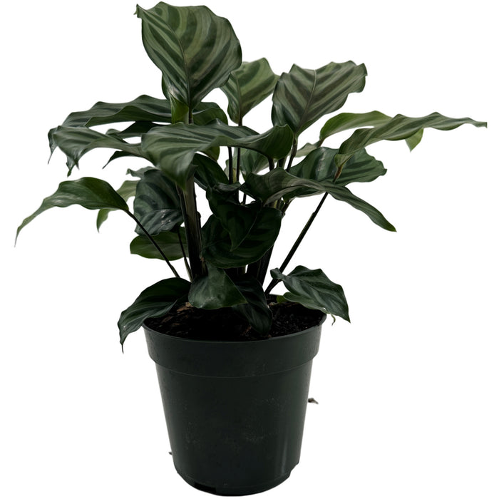 Calathea Freddie Starter Plant/4" Grower Pot