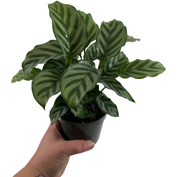 Calathea Freddie Starter Plant/4" Grower Pot