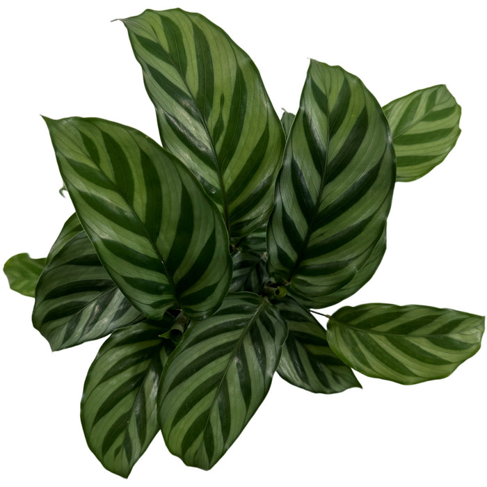 Calathea Freddie Starter Plant/4" Grower Pot