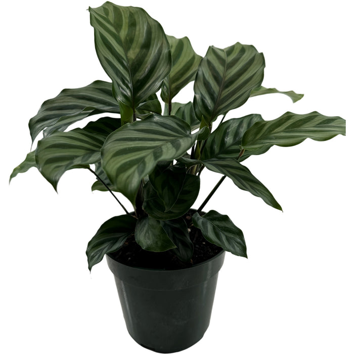Calathea Freddie Starter Plant/4" Grower Pot