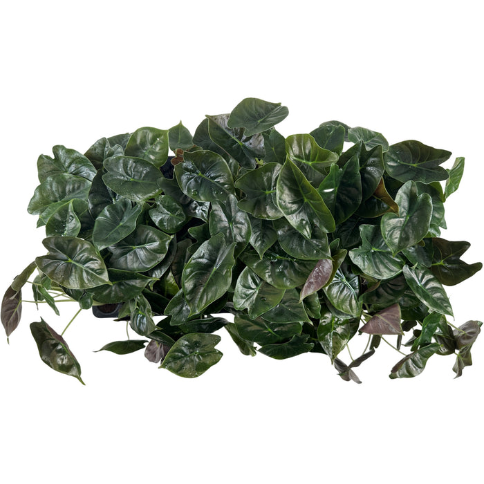 Alocasia Golden Bone- Starter Plant or 4" Grower Pot