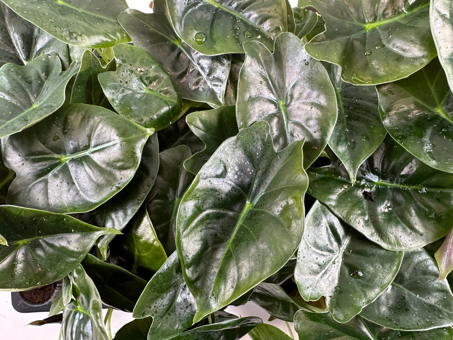 Alocasia Golden Bone- Starter Plant or 4" Grower Pot