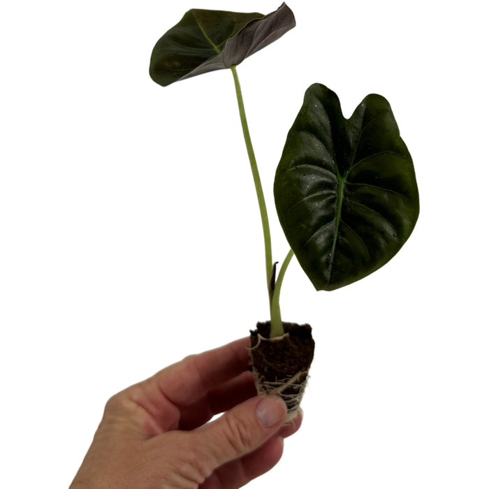 Alocasia Golden Bone- Starter Plant or 4" Grower Pot