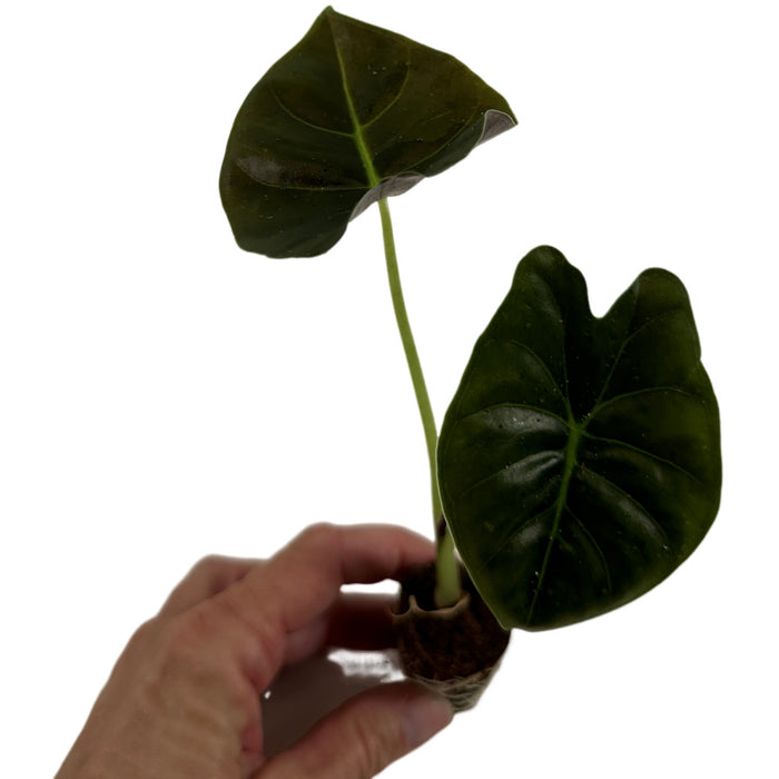 Alocasia Golden Bone- Starter Plant or 4" Grower Pot