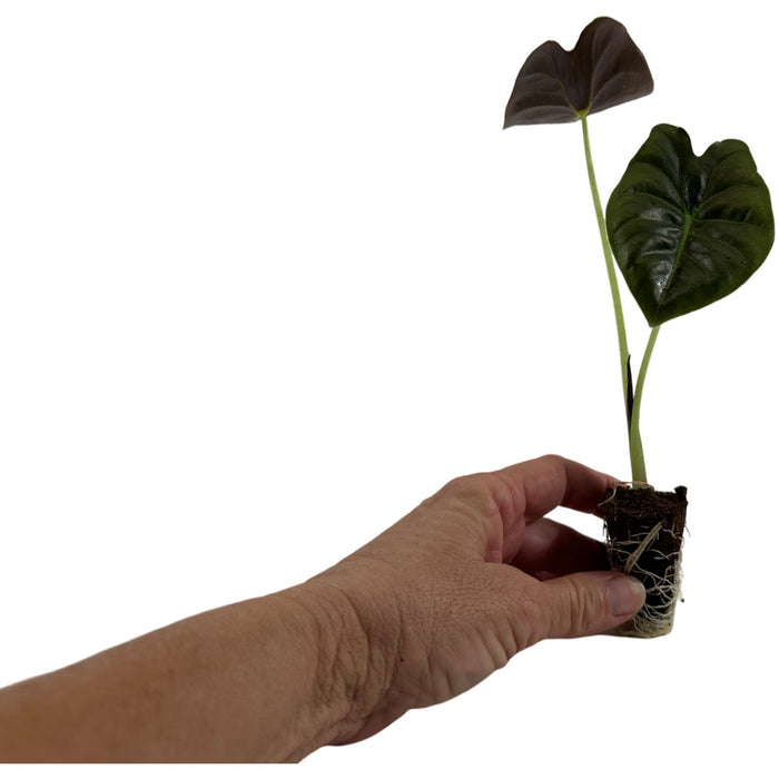 Alocasia Golden Bone- Starter Plant or 4" Grower Pot