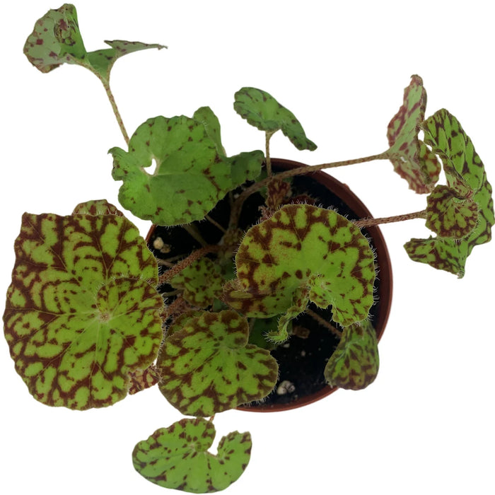 Harmony Begonia Ray Glow 4" Grower Pot