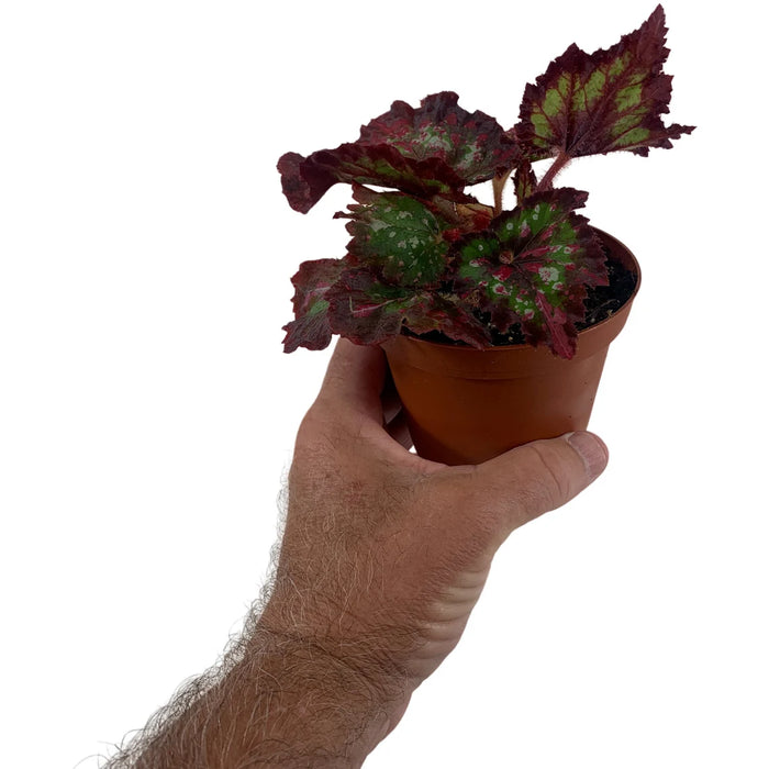 Harmony Begonia Mardi Gras 4" Grower Pot