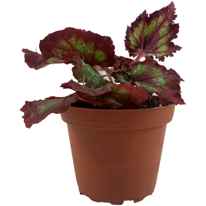 Harmony Begonia Mardi Gras 4" Grower Pot