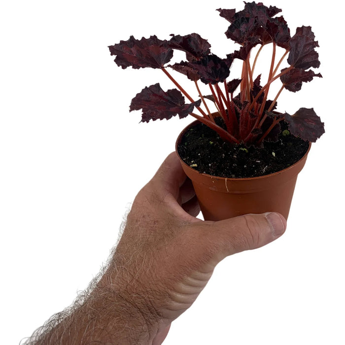 Harmony Begonia Black Heart 4" Grower Pot