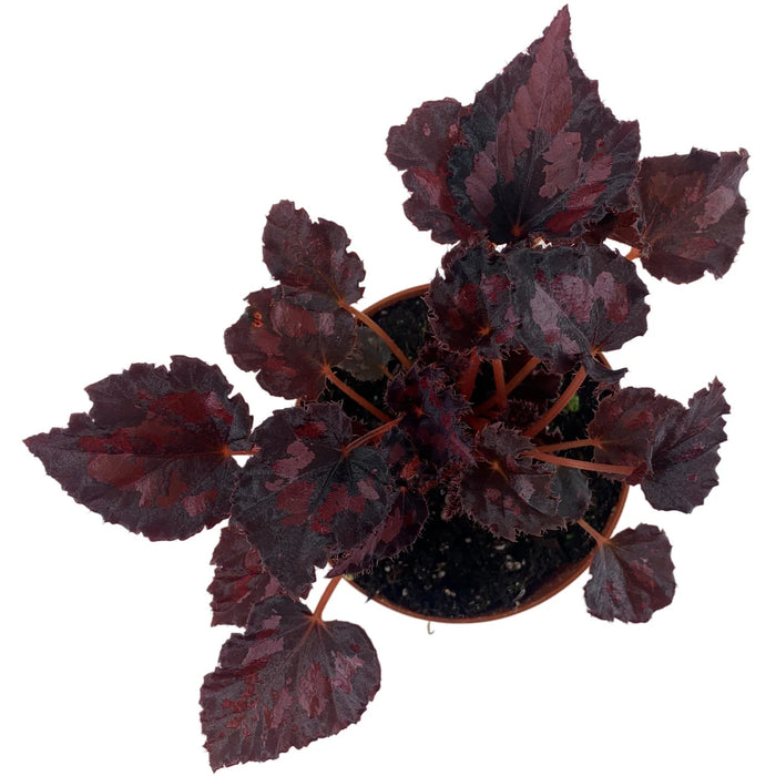 Harmony Begonia Black Heart 4" Grower Pot