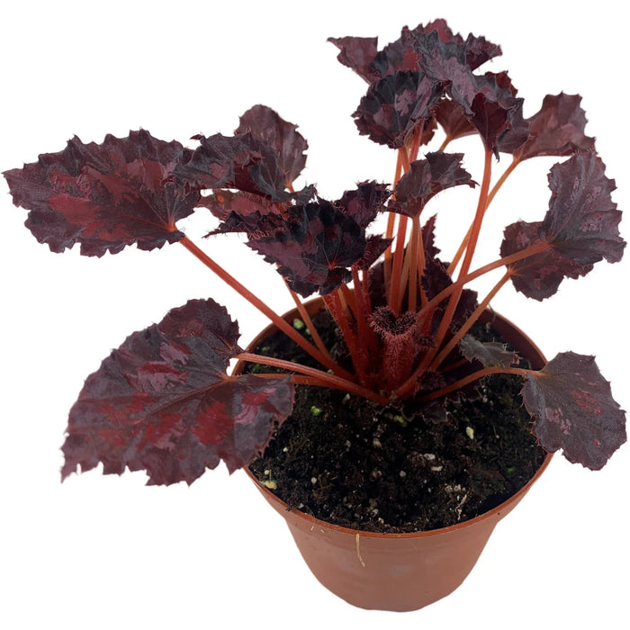 Harmony Begonia Black Heart 4" Grower Pot