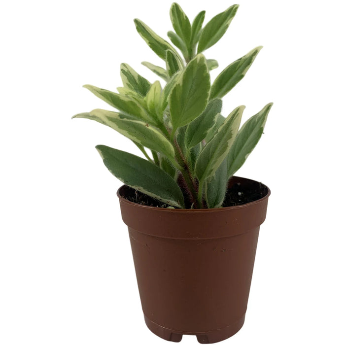 Harmony Columnea Light Prince 2" Grower Pot
