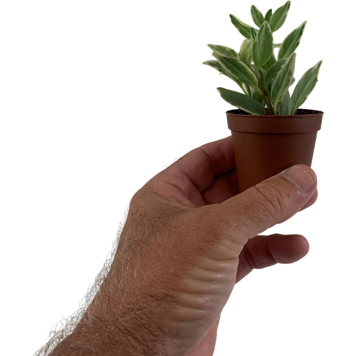 Harmony Columnea Light Prince 2" Grower Pot