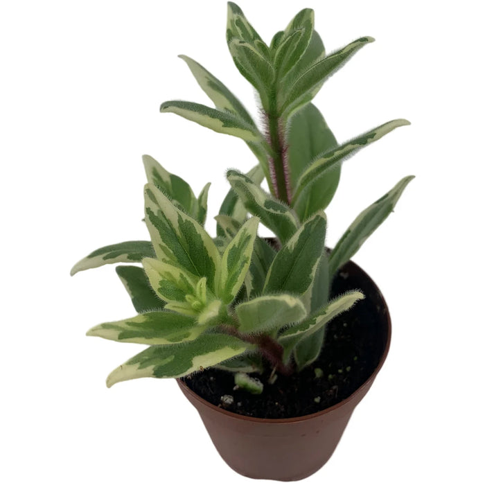 Harmony Columnea Light Prince 2" Grower Pot