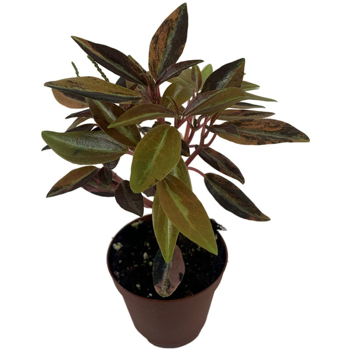 Harmony High Voltage Peperomia 2" Grower Pot