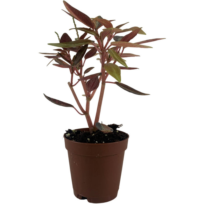 Harmony High Voltage Peperomia 2" Grower Pot