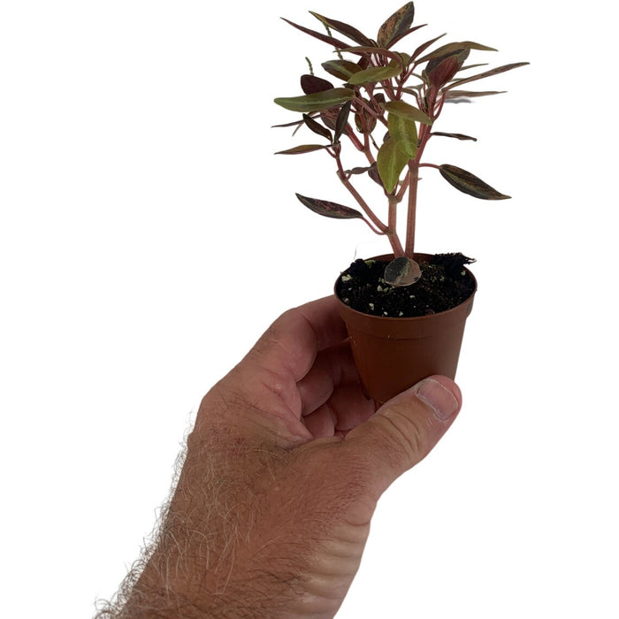 Harmony High Voltage Peperomia 2" Grower Pot