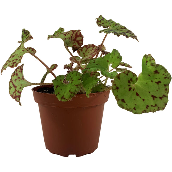 Harmony Begonia Ray Glow 4" Grower Pot
