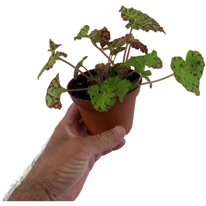 Harmony Begonia Ray Glow 4" Grower Pot