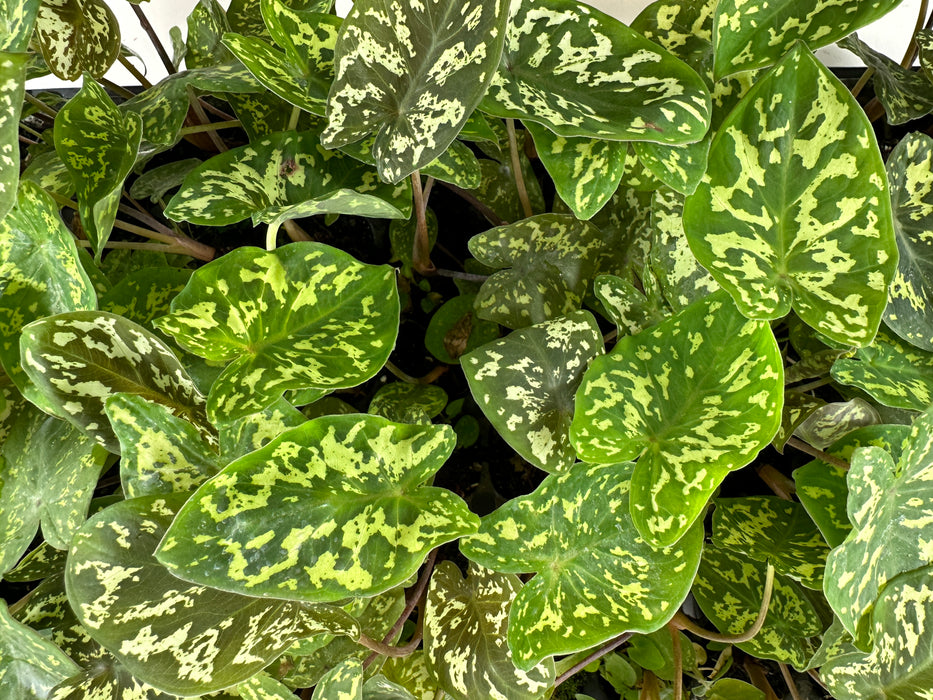 Alocasia Caladium  Hilo Beauty- Starter Plant/ 4" Grower Pot