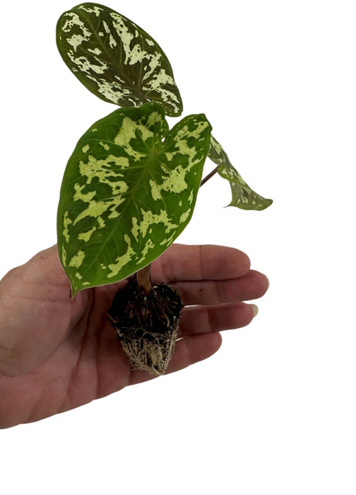 Alocasia Caladium  Hilo Beauty- Starter Plant/ 4" Grower Pot