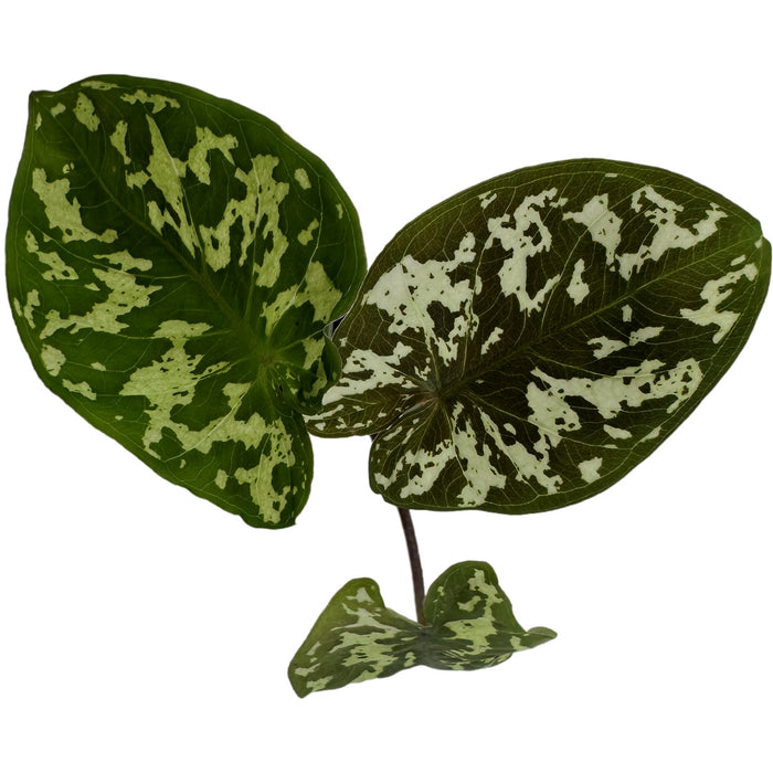 Alocasia Caladium  Hilo Beauty- Starter Plant/ 4" Grower Pot