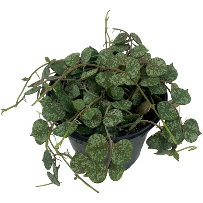 Hoya Curtisii 4" Grower Pot