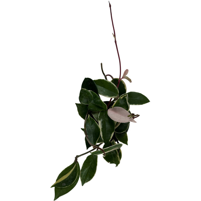 Hoya Krimson Queen 4" Grower Pot