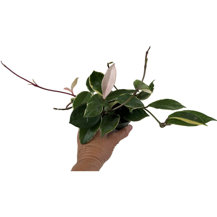 Hoya Krimson Queen 4" Grower Pot