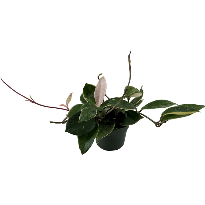 Hoya Krimson Queen 4" Grower Pot