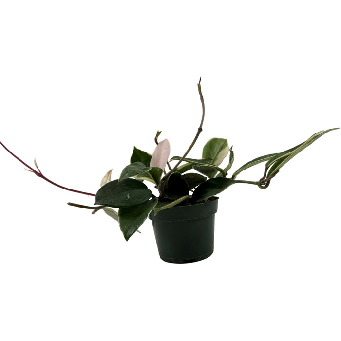 Hoya Krimson Queen 4" Grower Pot