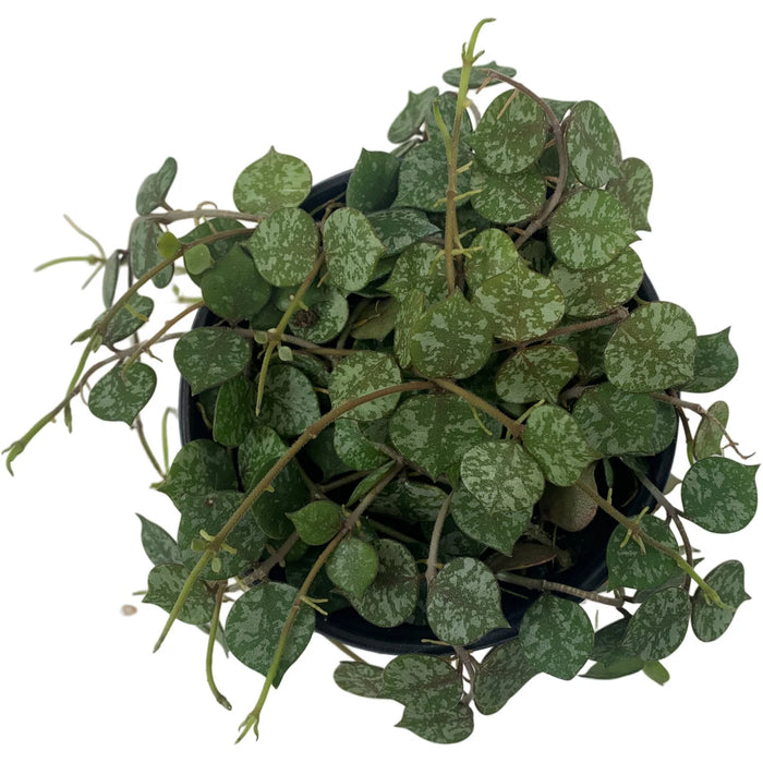 Hoya Curtisii 4" Grower Pot