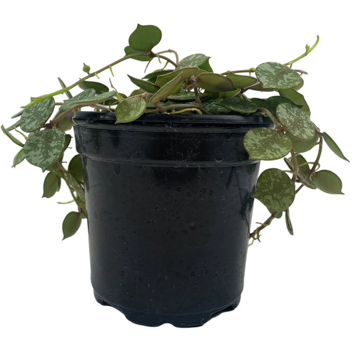 Hoya Curtisii 4" Grower Pot