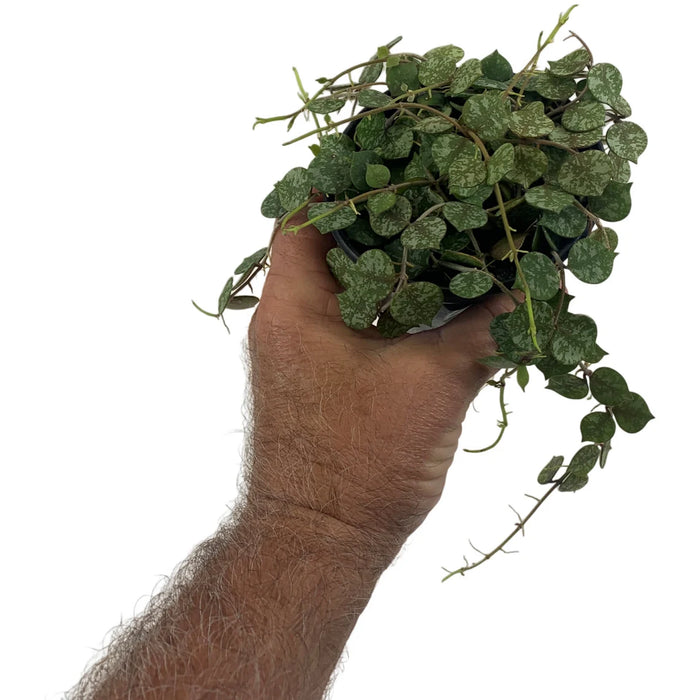 Hoya Curtisii 4" Grower Pot