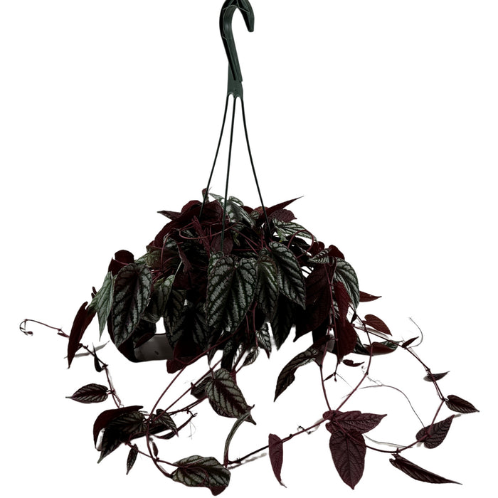 Cissus Discolor- 6" Grower Pot/ 6" Hanging Basket