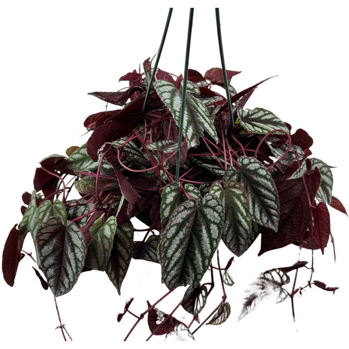 Cissus Discolor- 6" Grower Pot/ 6" Hanging Basket